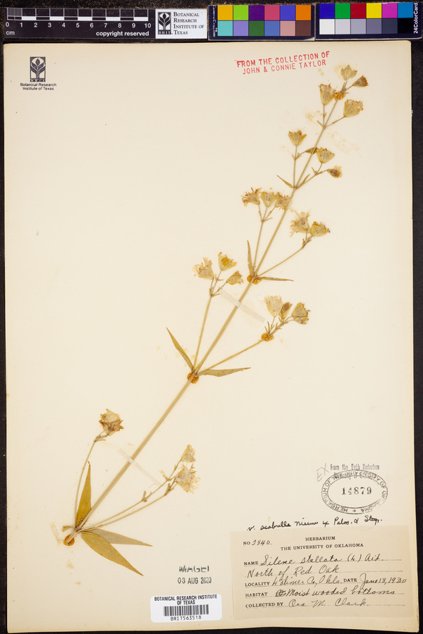 Silene stellata var. scabrella image