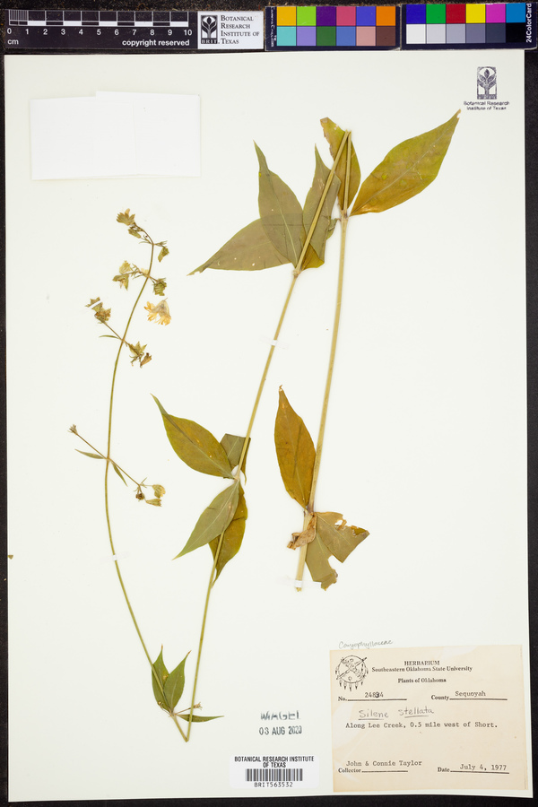 Silene stellata image