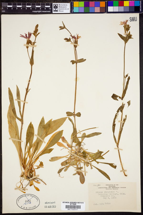 Silene virginica image