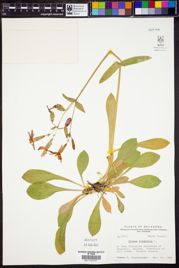 Silene virginica image