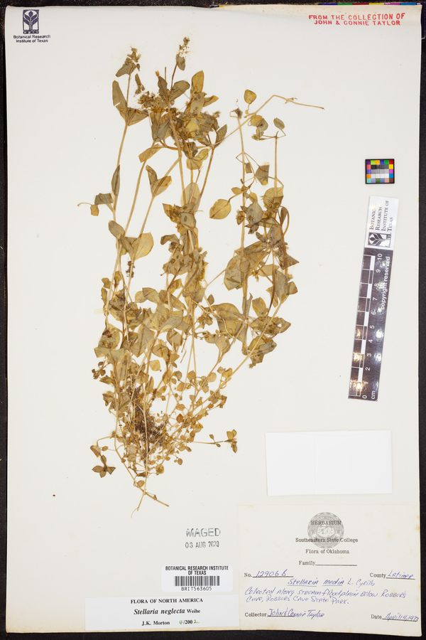 Stellaria neglecta image