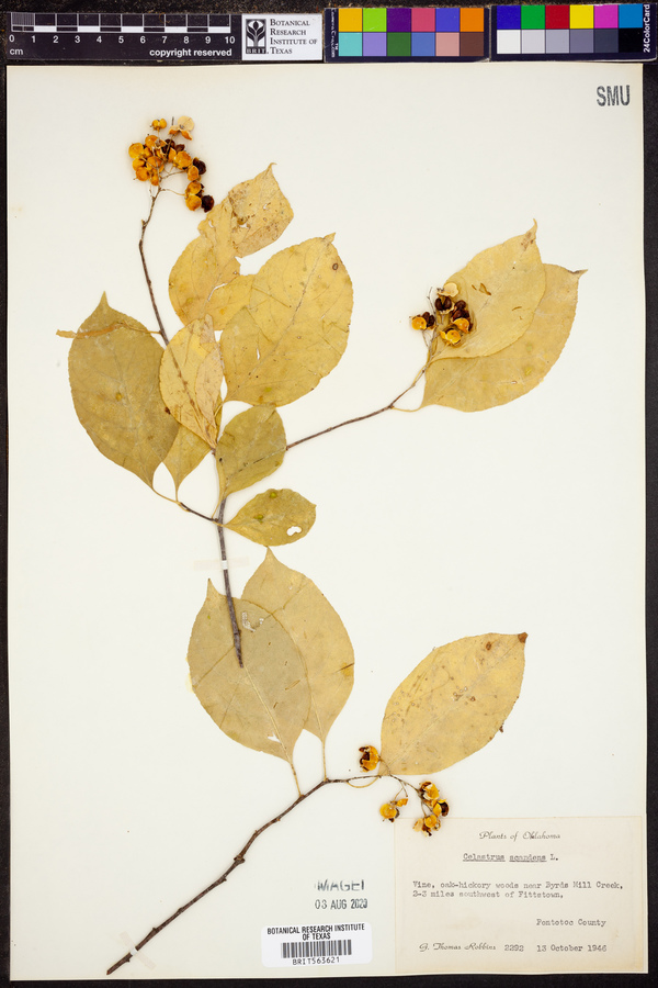 Celastrus scandens image