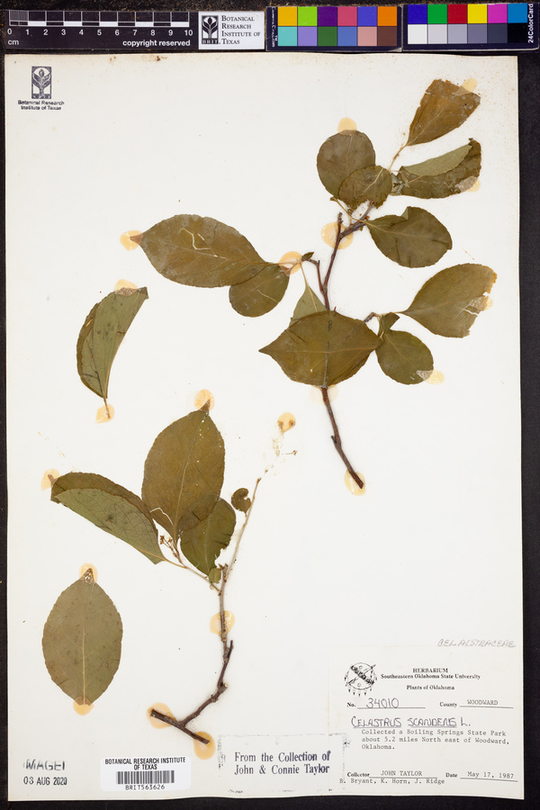 Celastrus scandens image