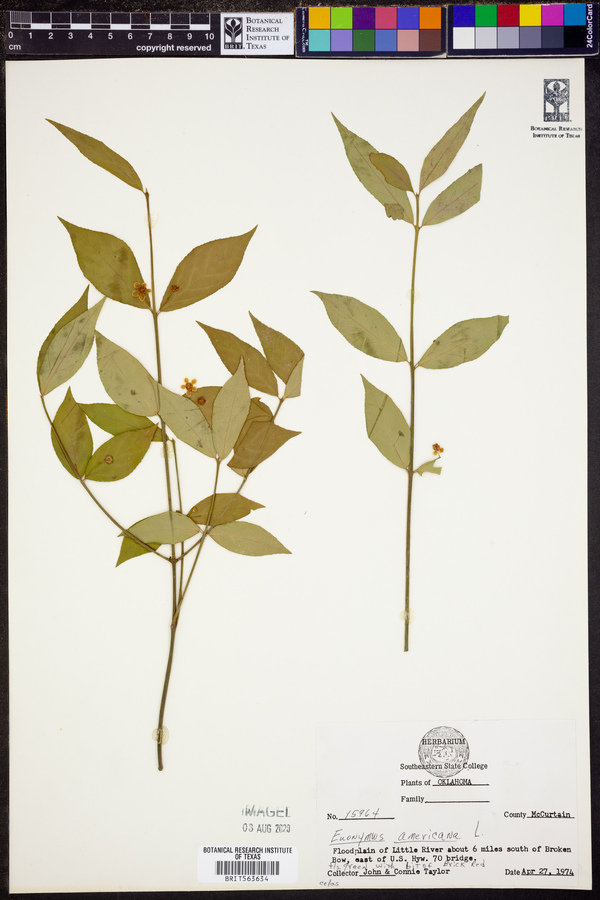 Euonymus americana image