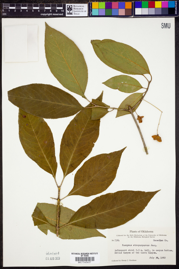 Euonymus atropurpureus image