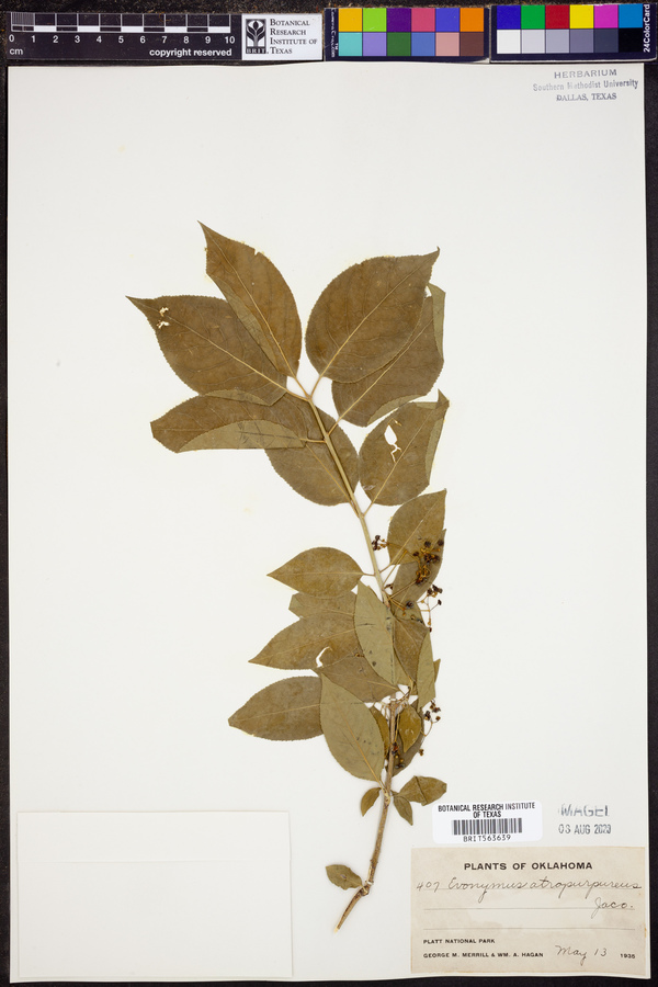 Euonymus atropurpureus image