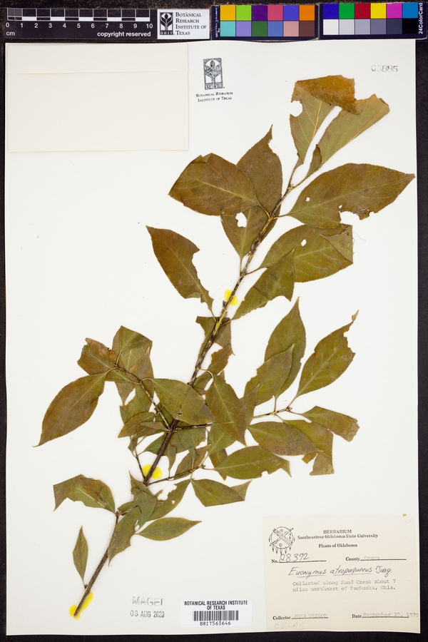 Euonymus atropurpureus image