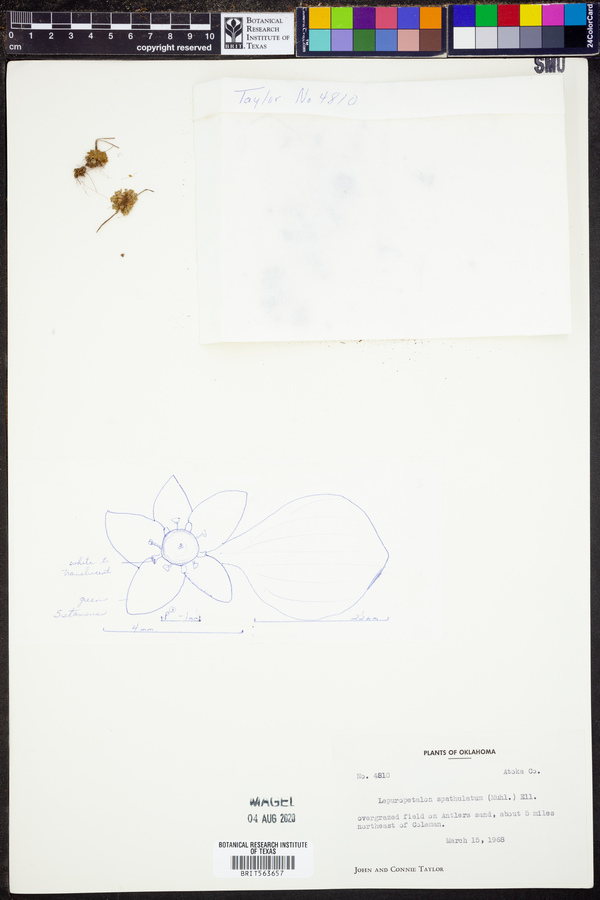 Lepuropetalon spathulatum image