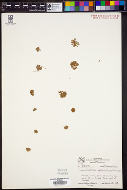 Lepuropetalon spathulatum image