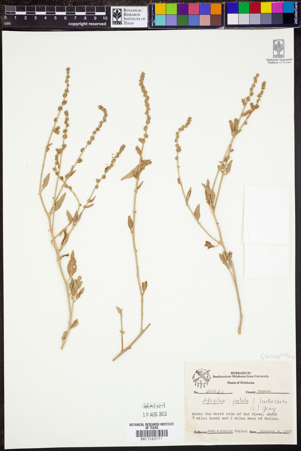 Atriplex prostrata image