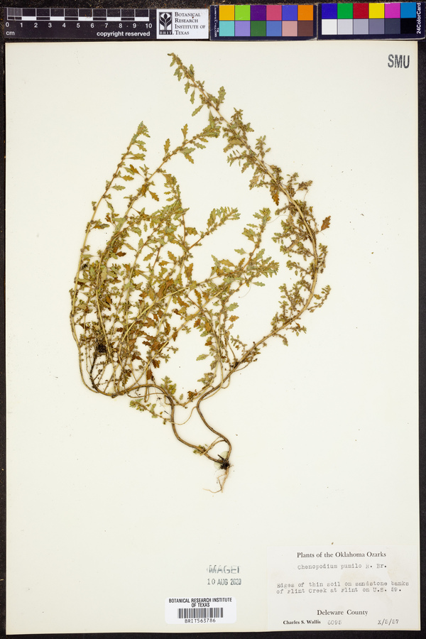 Dysphania pumilio image