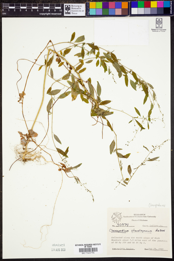 Chenopodium standleyanum image