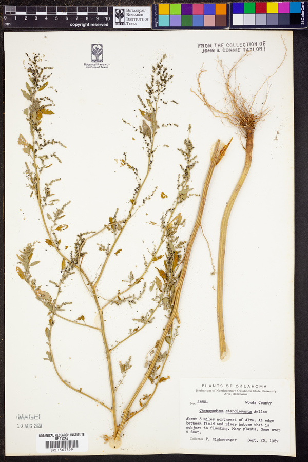 Chenopodium standleyanum image