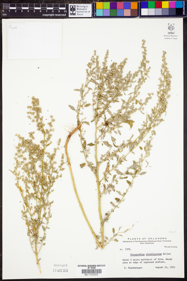 Chenopodium standleyanum image