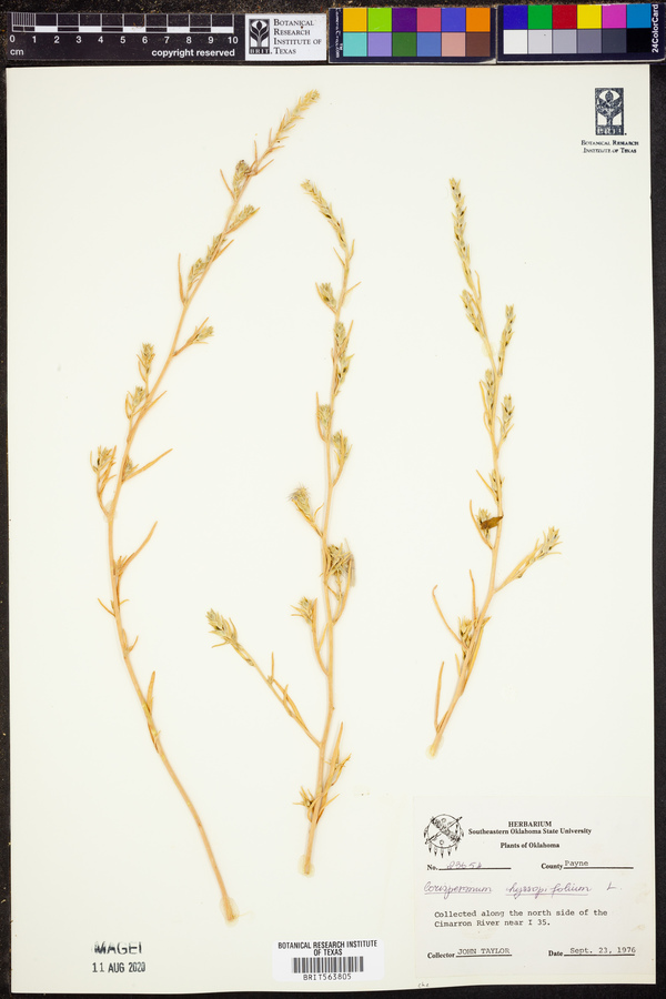 Corispermum hyssopifolium image