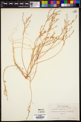 Corispermum nitidum image
