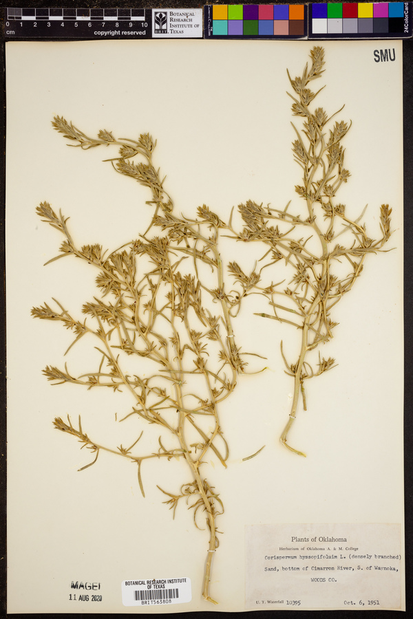 Corispermum hyssopifolium image