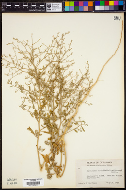 Cycloloma atriplicifolium image