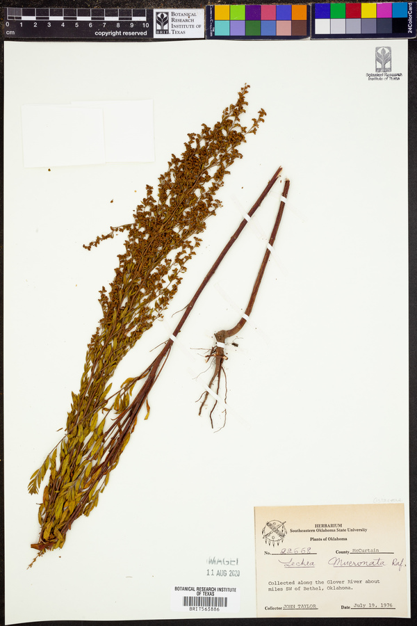 Lechea mucronata image