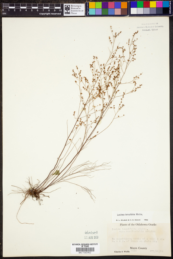 Lechea tenuifolia image