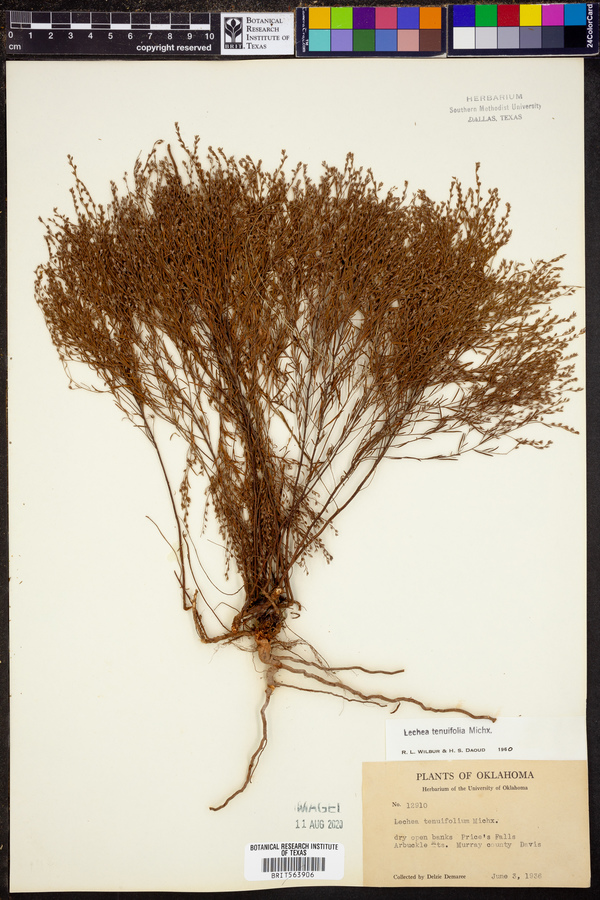 Lechea tenuifolia image