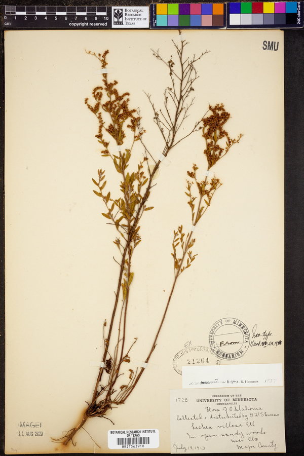 Lechea mucronata image