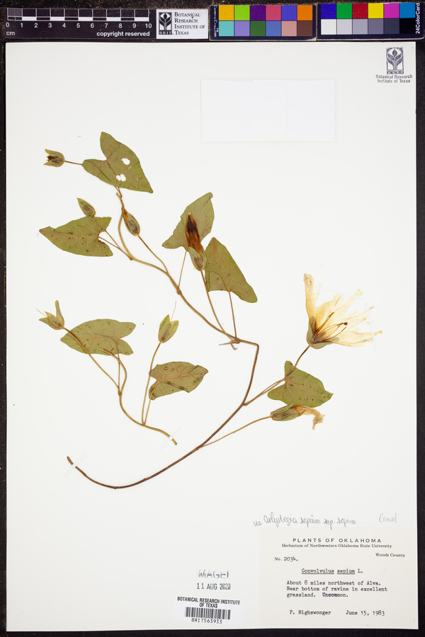 Calystegia sepium var. sepium image