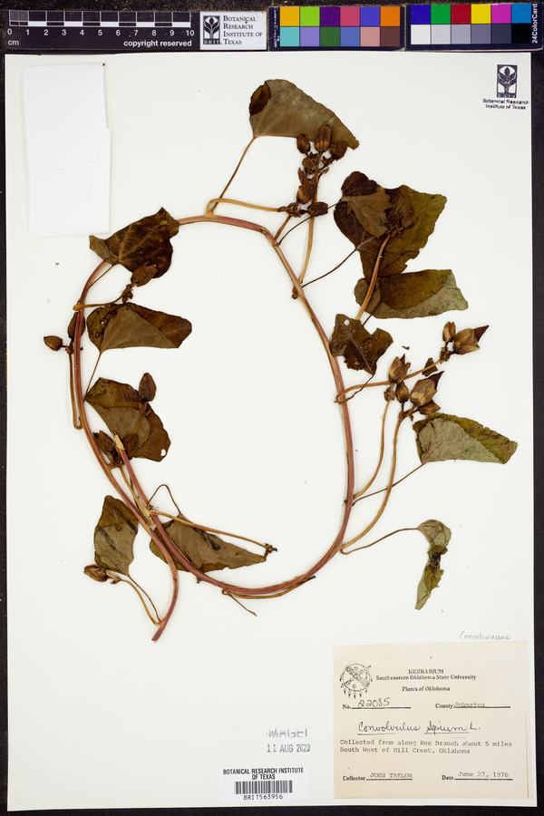 Calystegia sepium ssp. sepium image