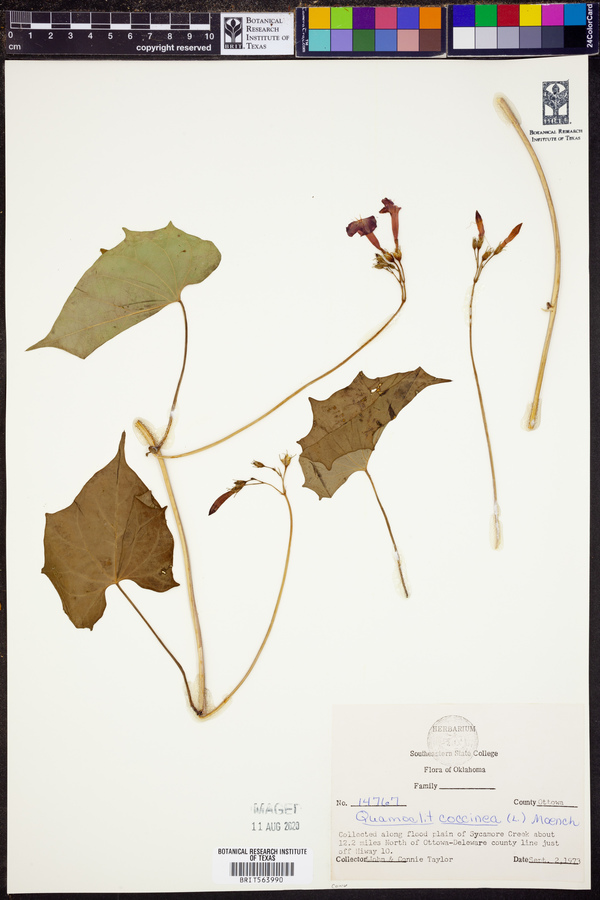 Ipomoea coccinea image