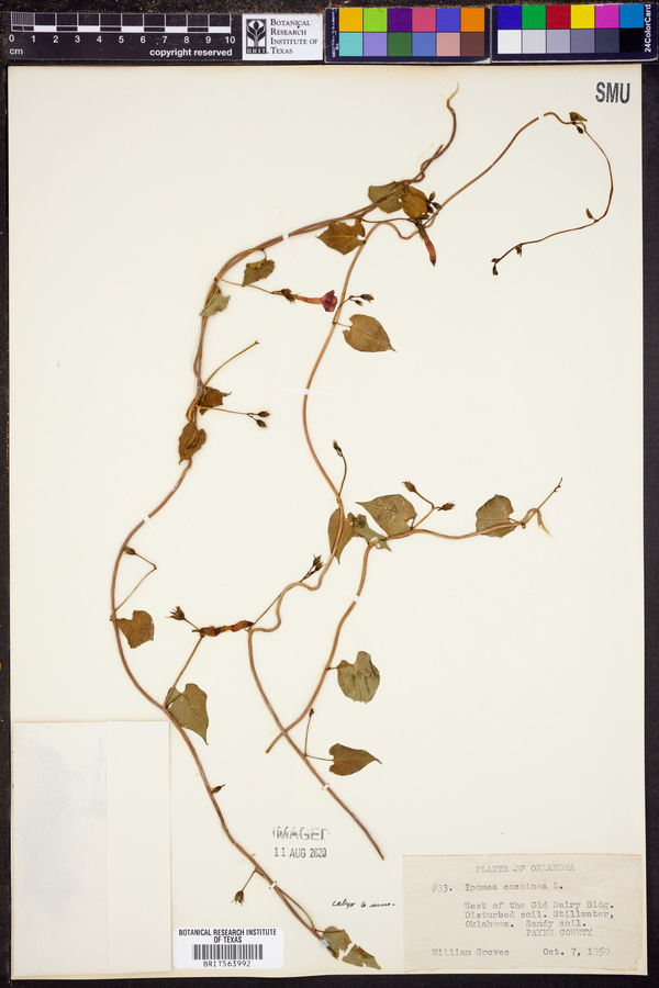 Ipomoea coccinea image