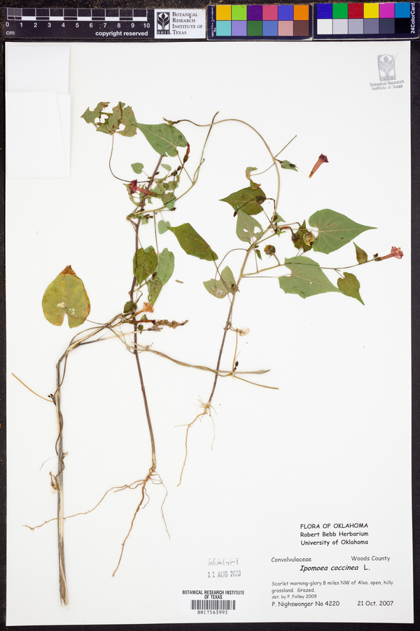 Ipomoea coccinea image