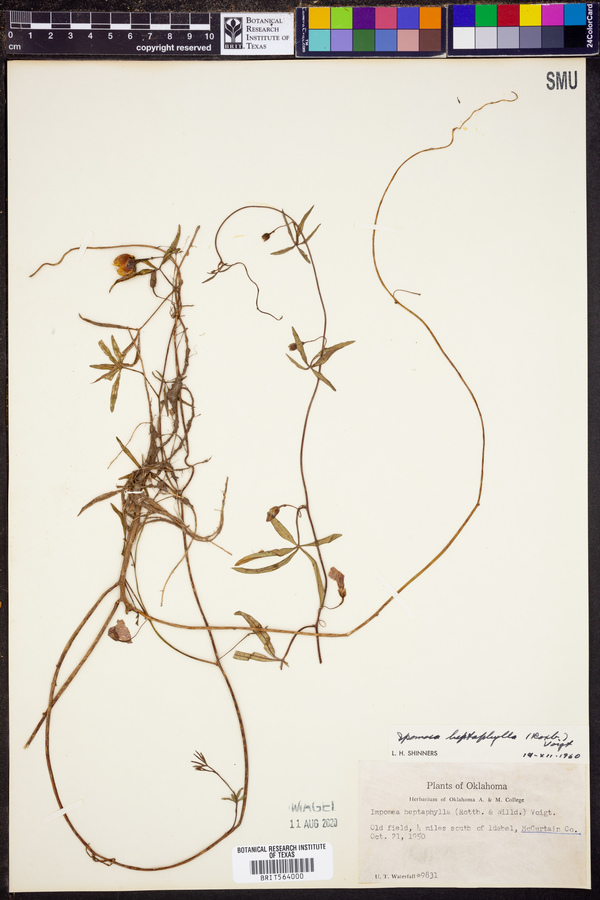 Ipomoea wrightii image