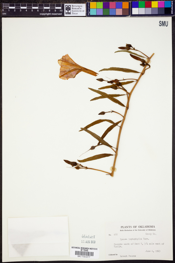 Ipomoea leptophylla image