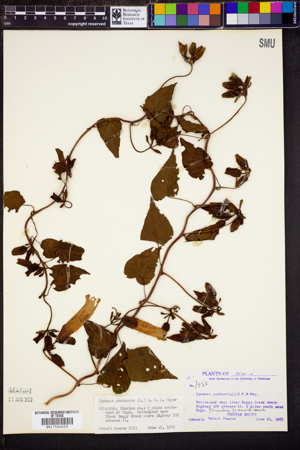 Ipomoea pandurata image