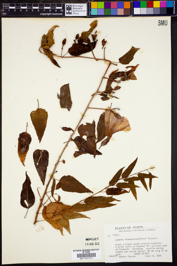Ipomoea shumardiana image
