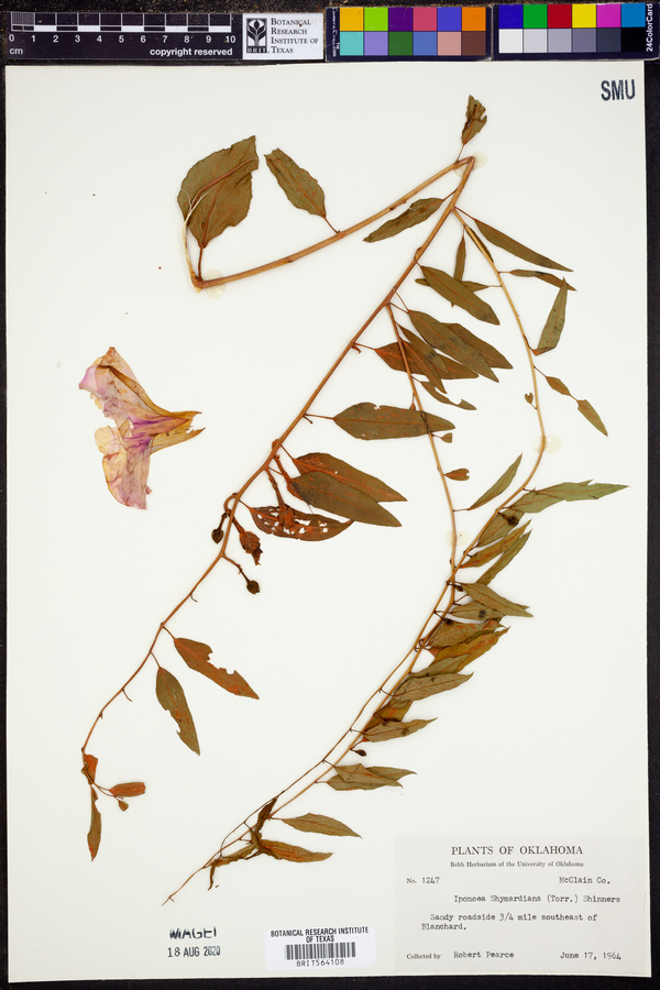 Ipomoea shumardiana image