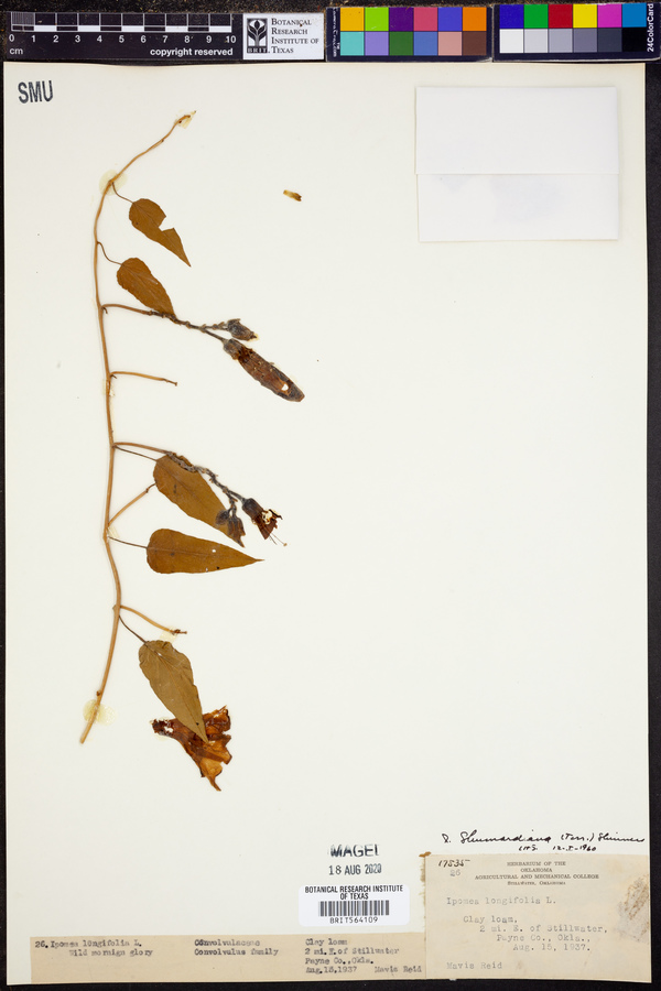 Ipomoea shumardiana image