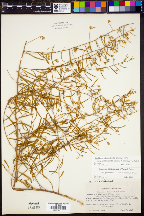 Stylisma pickeringii var. pattersonii image