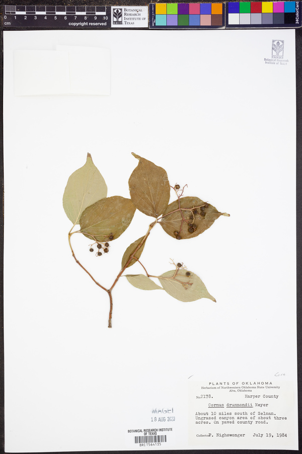 Cornus drummondii image