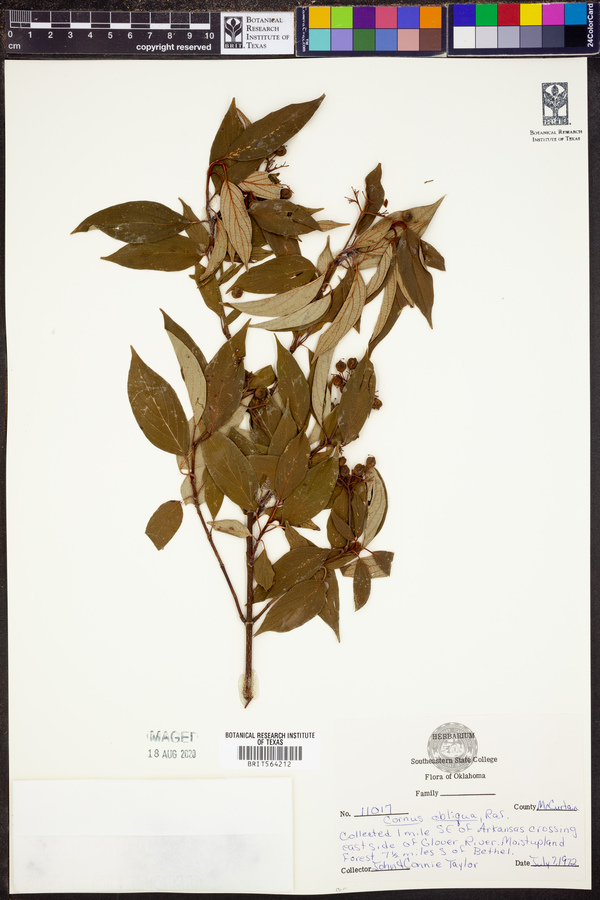 Cornus obliqua image