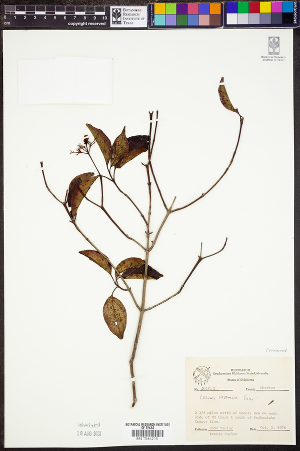Cornus racemosa image