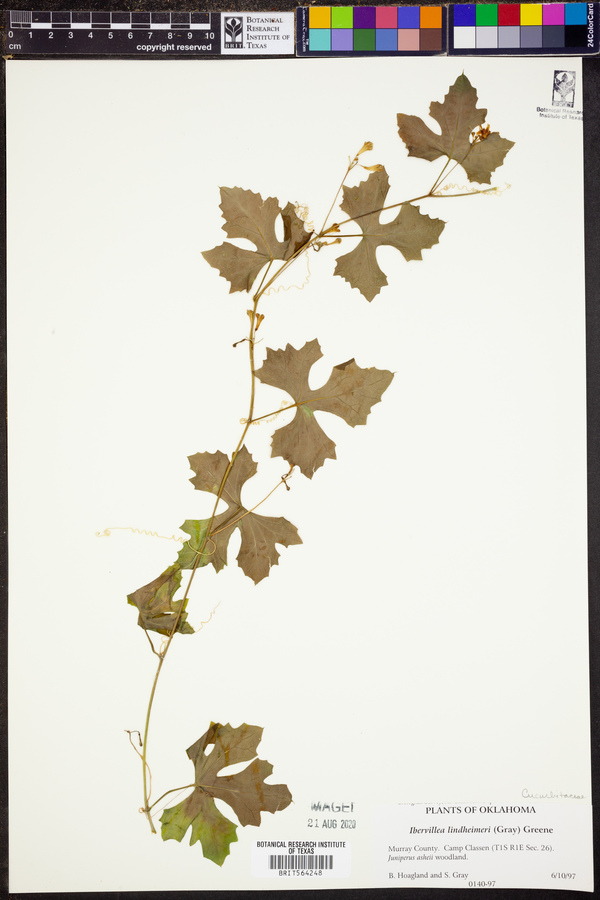 Ibervillea lindheimeri image