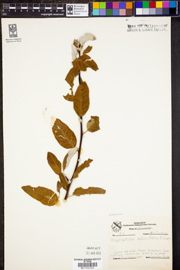 Image of Hippophae salicifolia
