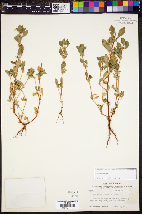 Bergia texana image