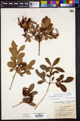 Rhododendron viscosum image