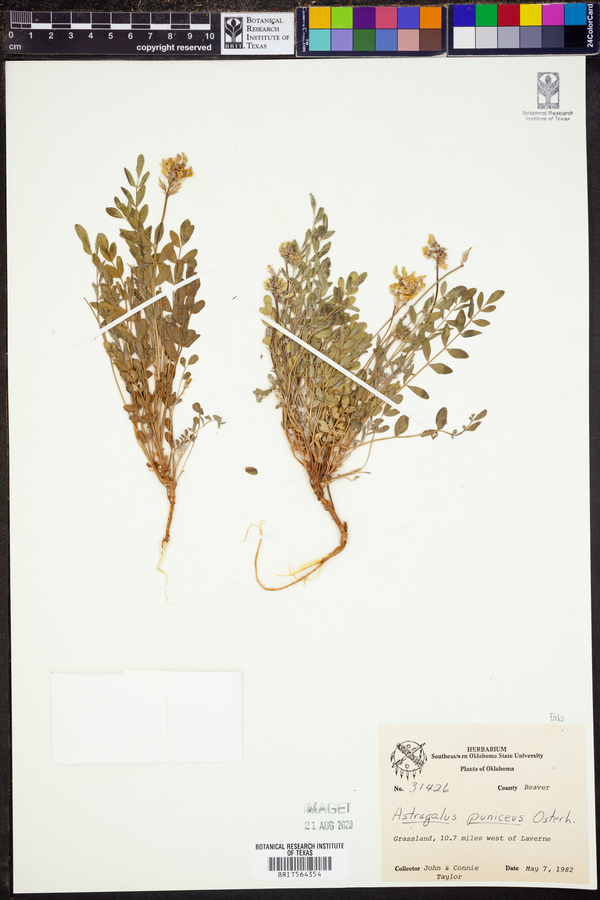 Astragalus puniceus image