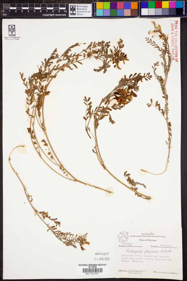 Astragalus puniceus image
