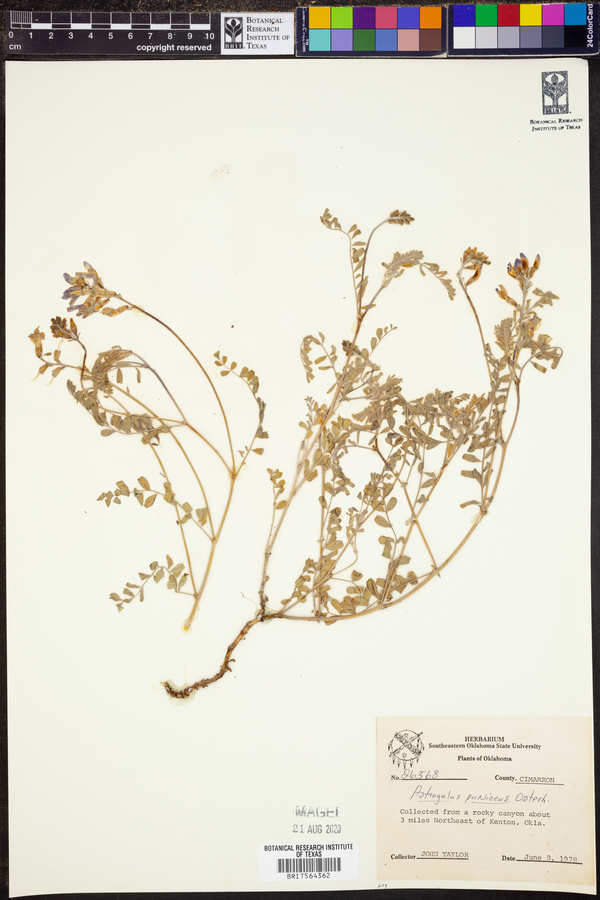 Astragalus puniceus image