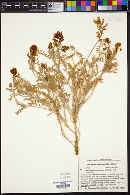 Astragalus puniceus image