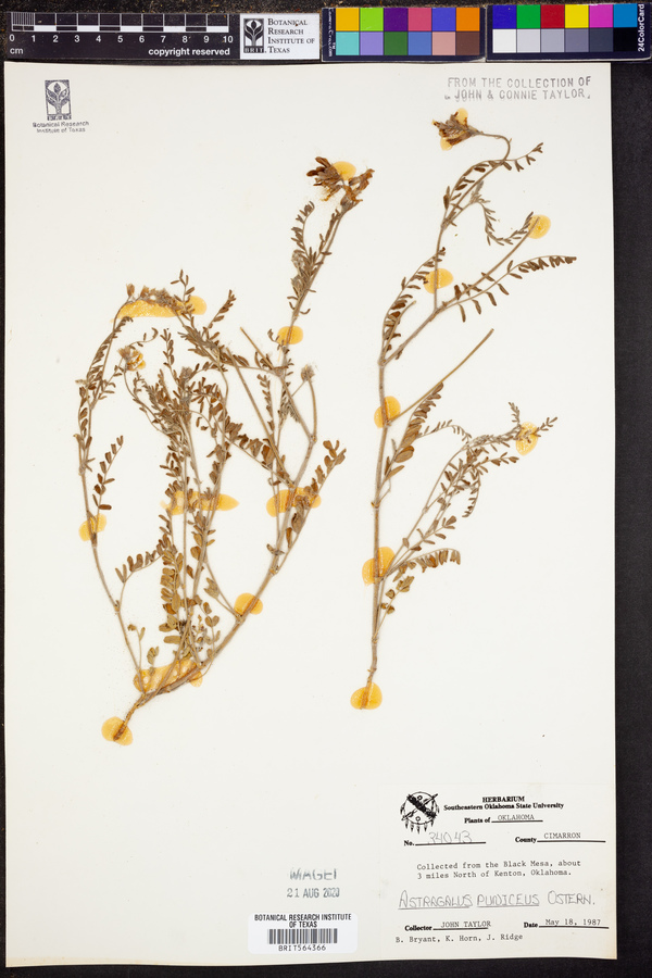 Astragalus puniceus image